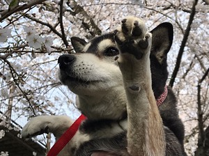 工場の看板犬「クロミと桜🌸」